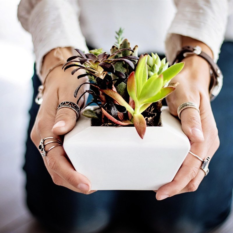 Air Purifying Plants Gift Set