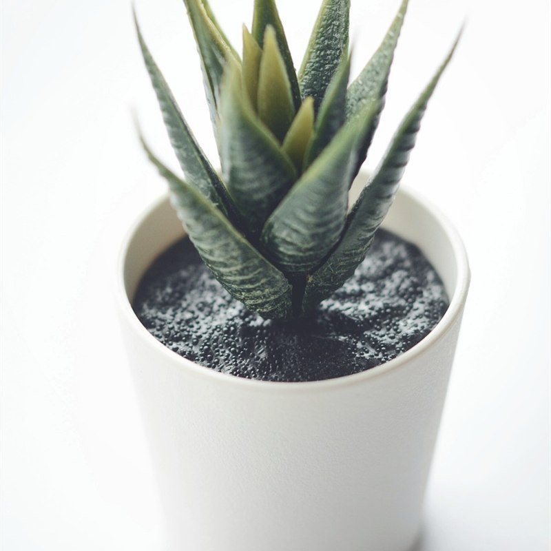 Aloe Vera Plant with Pot
