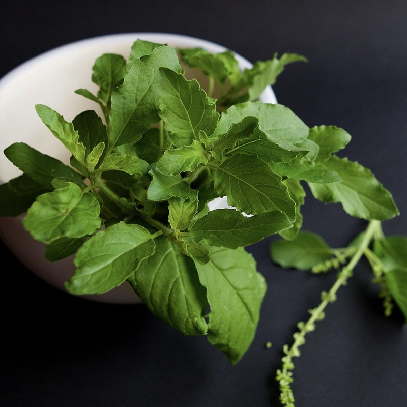 Festive Green Hamper with Tulsi