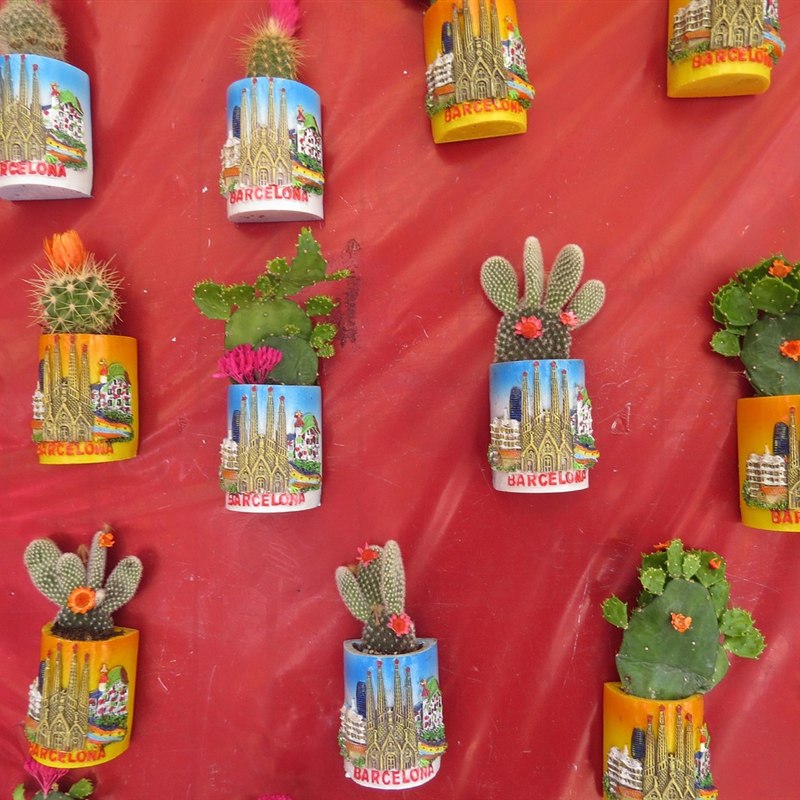 Mini Succulent Gift Pack of 6