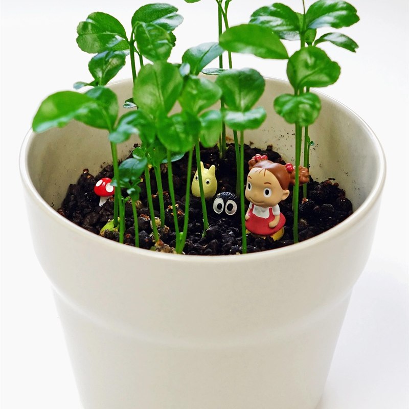 Plant Gift Set with Ceramic Pot and Soil
