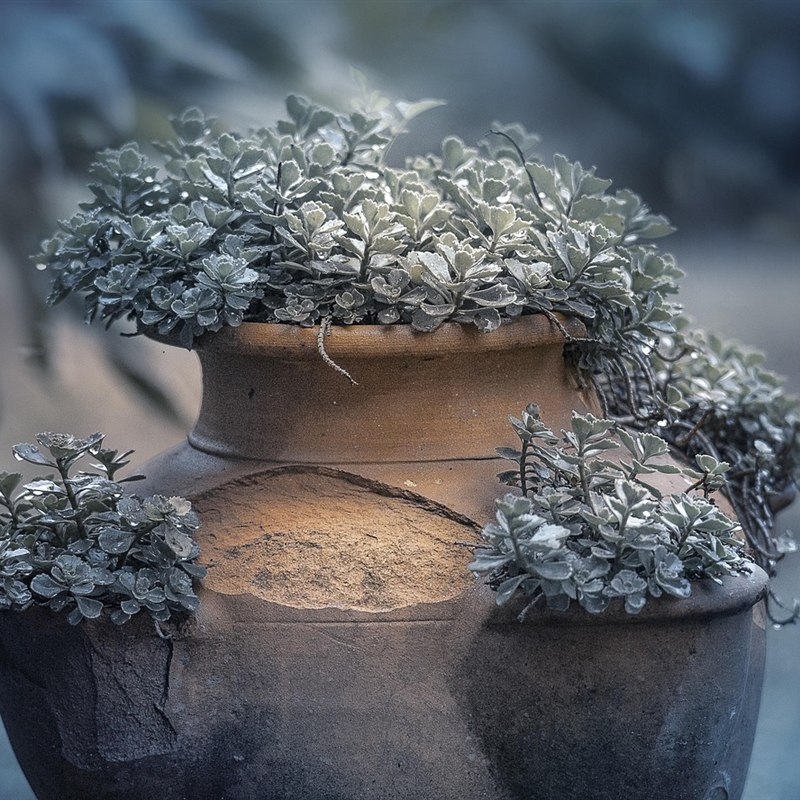 Seed Kit and Terracotta Pot Gift Combo