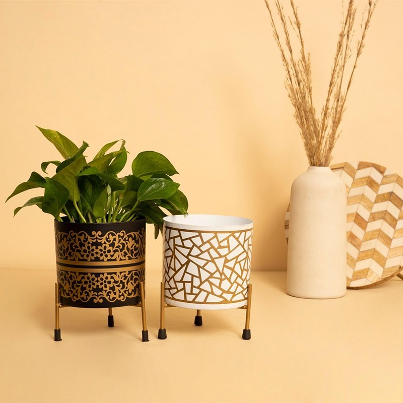Snake Plant in Planter